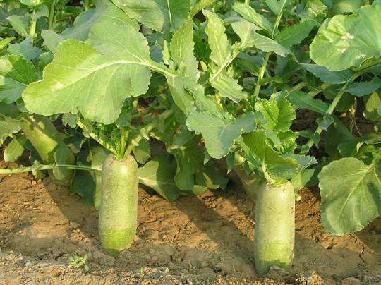 天津武清區(qū)田水鋪村:讓蘿卜從蔬菜變?yōu)椤八? width=